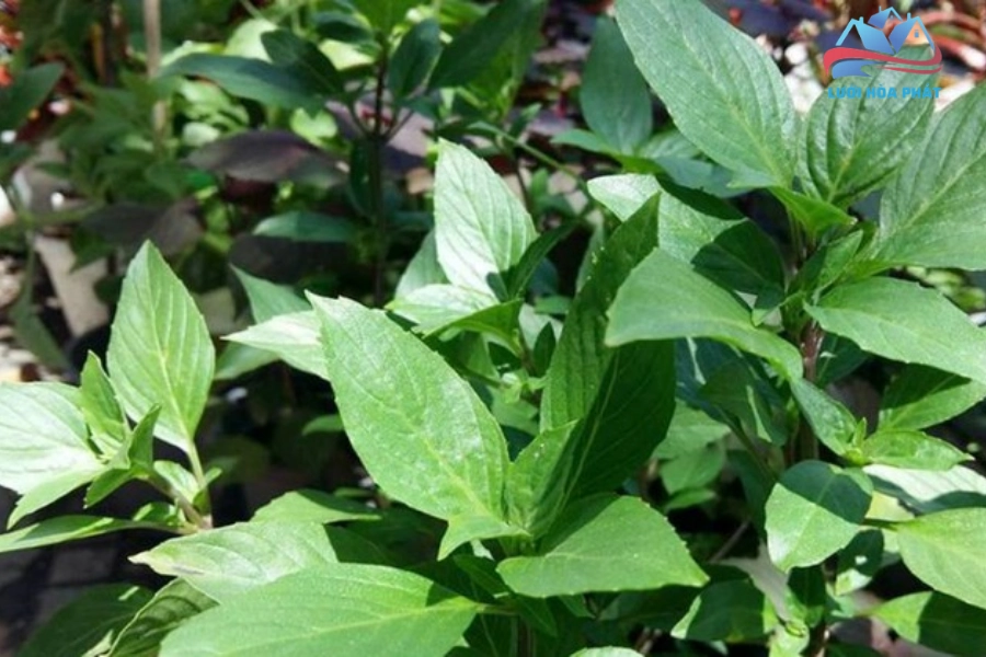 Húng quế đuổi muỗi có hiệu quả không? Phân tích từ góc độ khoa học