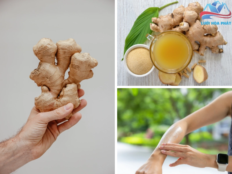 Thoa nước gừng lên da để đuổi muỗi