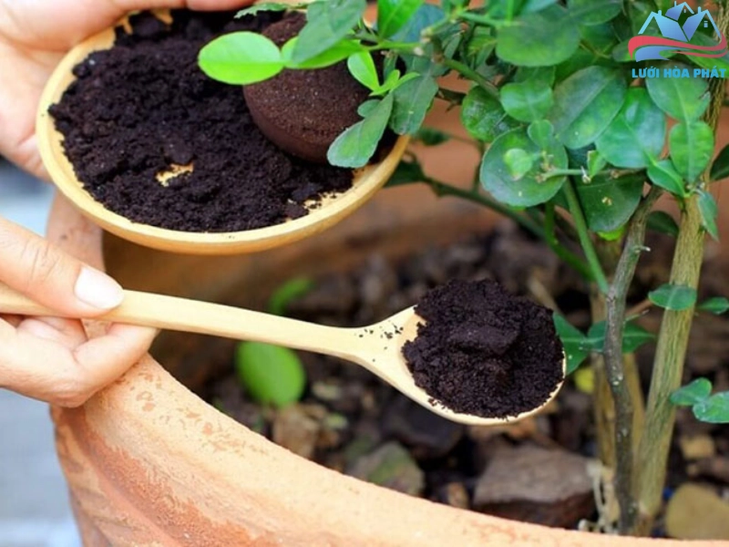 Sử dụng bã cà phê để bón cho cây trồng