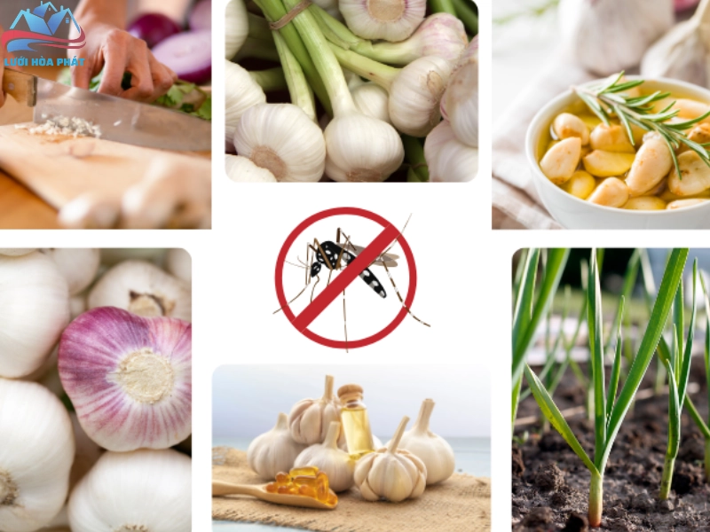 Mẹo đuổi muỗi bằng tỏi