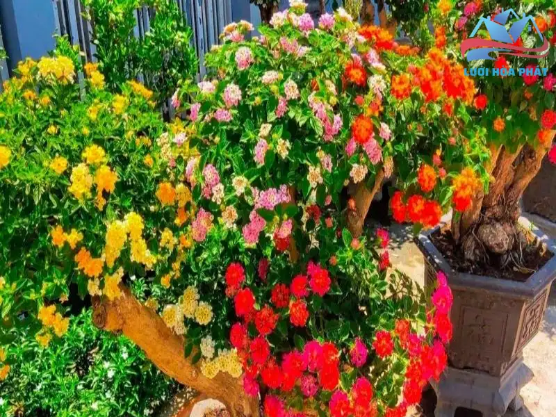 Phương pháp trồng và bố trí cây