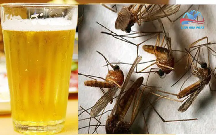 Đuôi muỗi bằng bia