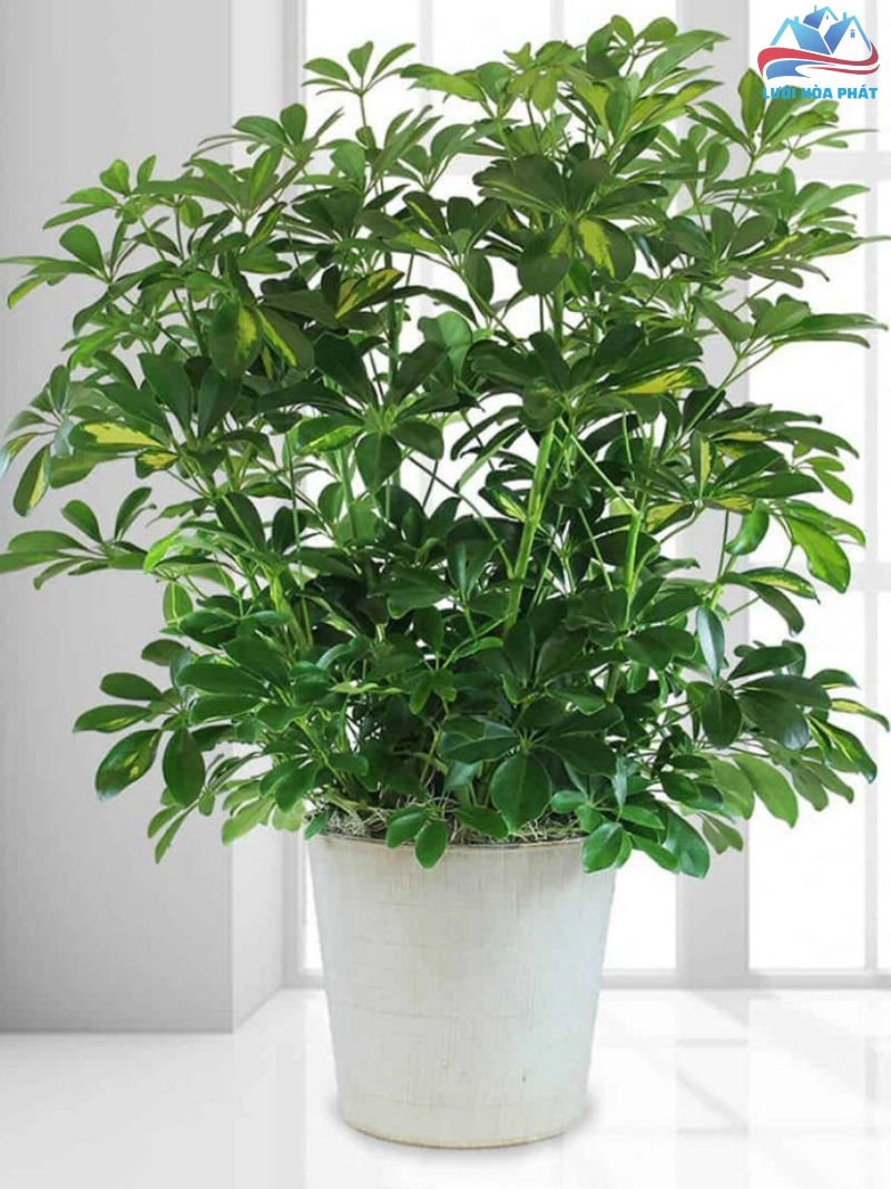 Các công dụng chính và lợi ích vượt trội của cây ngũ gia bì