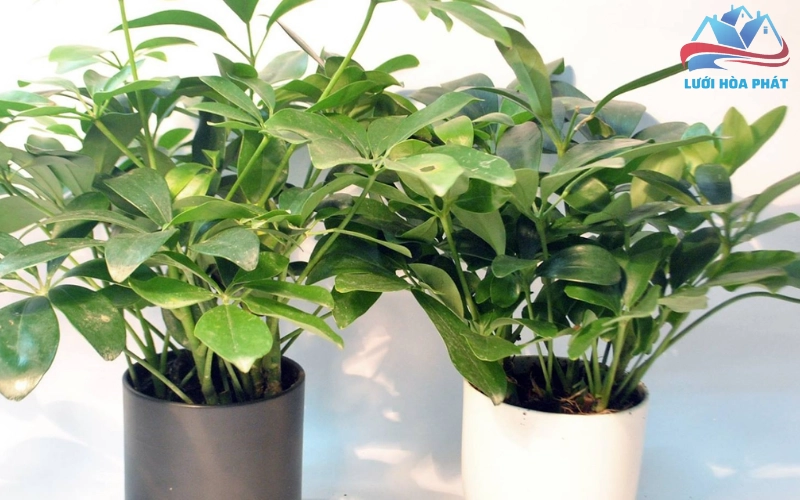 Hướng dẫn trồng và chăm sóc cây ngũ gia bì trong nhà