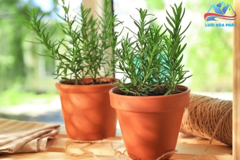 Trồng cây hương thảo trong nhà và ngoài vườn