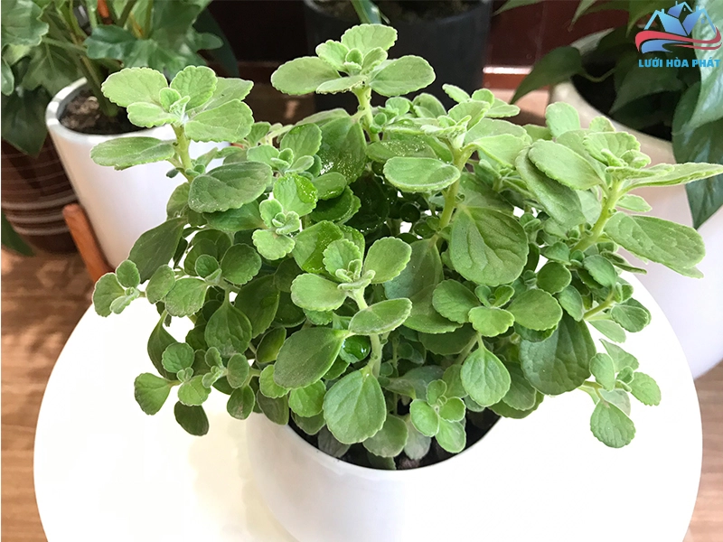 Các loại cây đuổi muỗi trong nhà như cây nhất mạt hương