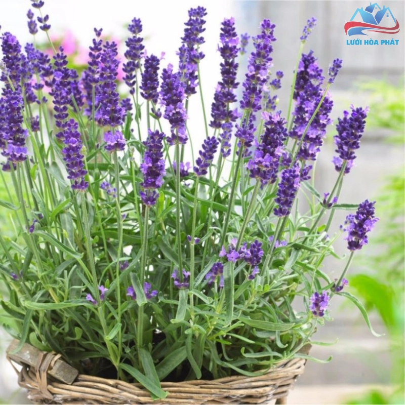 Các lợi ích khác của hoa oải hương