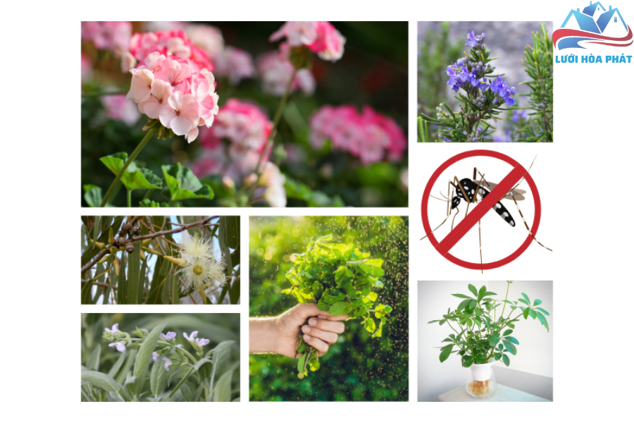 Top 10+ Cây Đuổi Muỗi Hiệu Quả Nhất: Trồng Trong Nhà & Ngoài Vườn