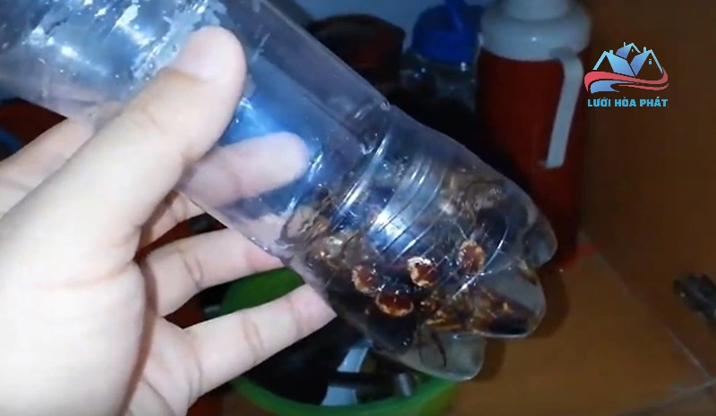 Diệt chuột bằng chai nhựa 