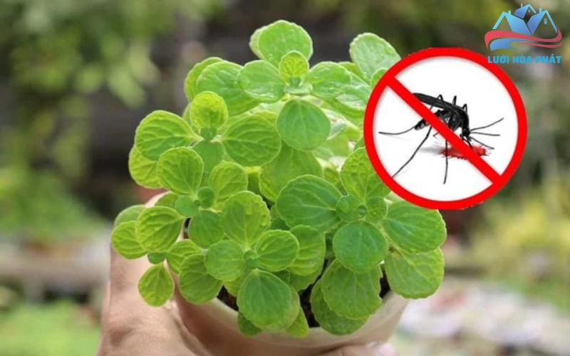 Lưu ý quan trọng khi trồng và chăm sóc cây đuổi muỗi