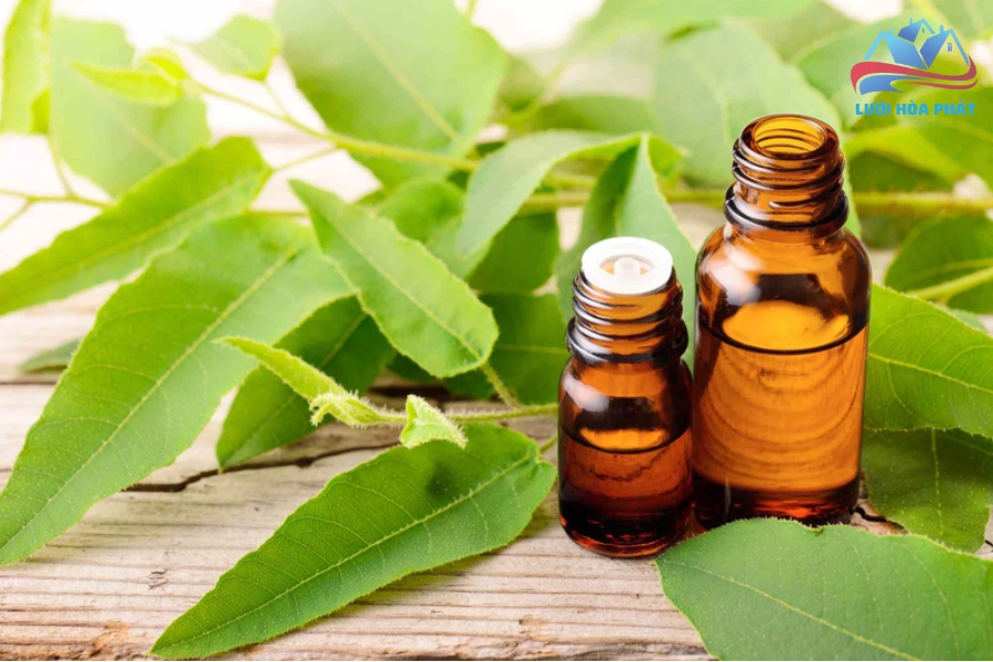 Tinh Dầu Bạch Đàn Chanh Đuổi Muỗi: Giải Pháp An Toàn Cho Sức Khỏe Gia Đình Bạn