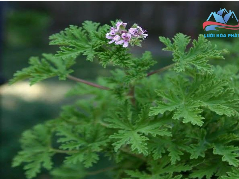 Vị trí trồng và chăm sóc