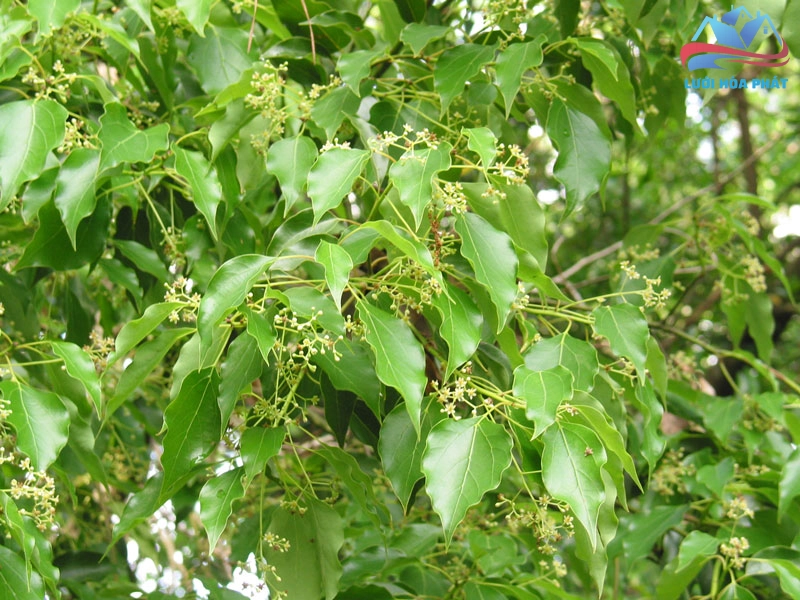 Các công dụng khác của cây long não và chế phẩm