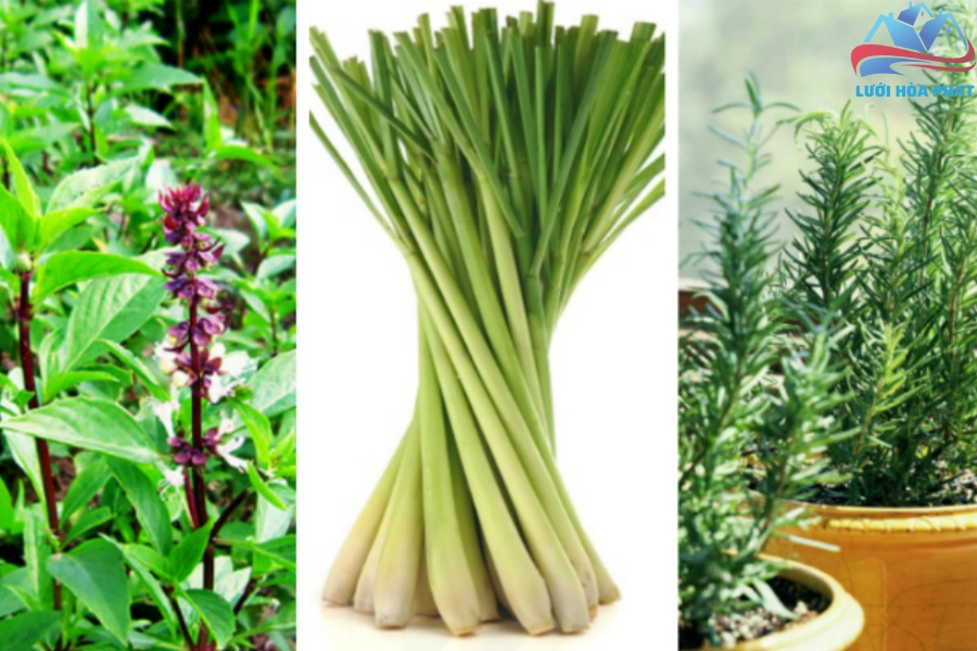 Top Những Loại Cây Có Mùi Thơm Đuổi Muỗi An Toàn Cho Sức Khỏe Gia Đình Bạn