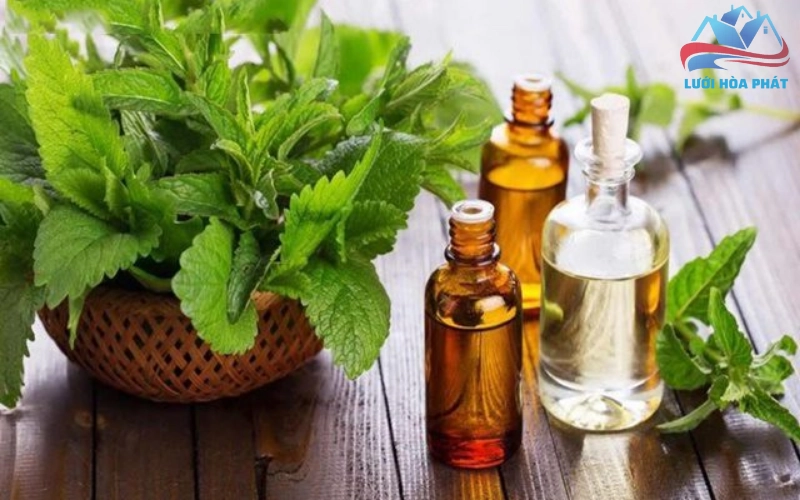 Hướng dẫn sử dụng tinh dầu bạc hà đuổi muỗi hiệu quả tại nhà