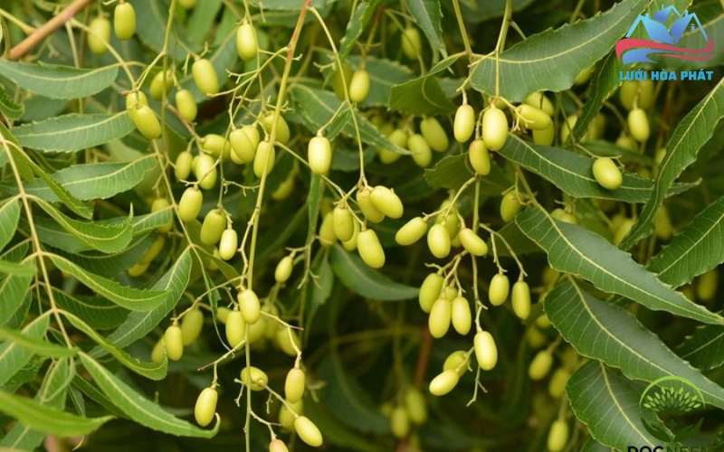 Cây Neem có khả năng đuổi côn trùng hiệu quả
