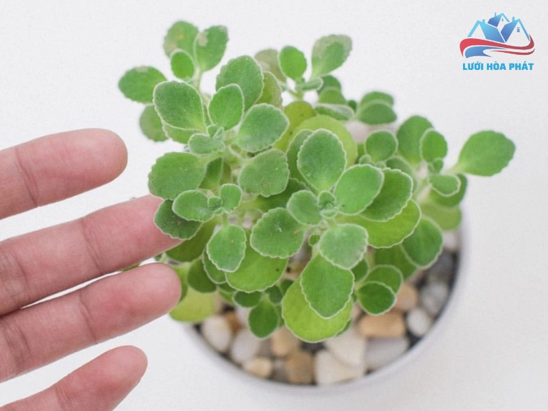Nguyên nhân cần hỗ trợ thêm trong chăm sóc cây sen thơm