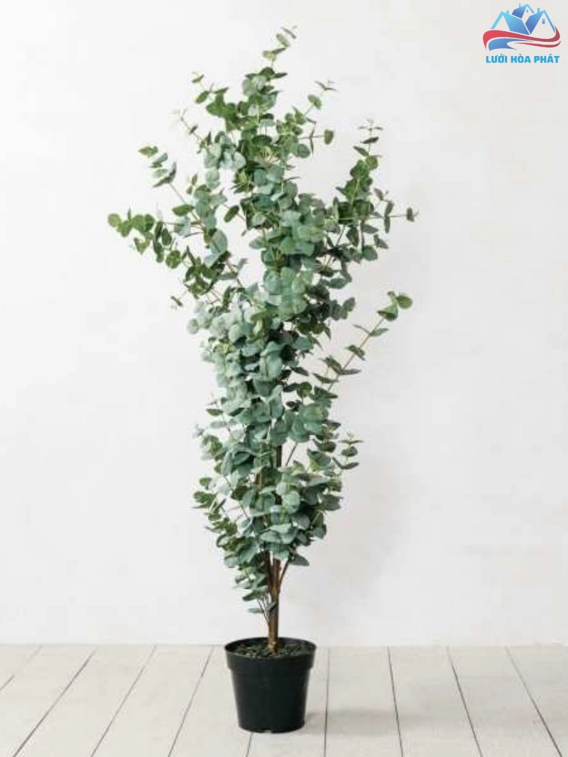 Cây khuynh diệp, hay còn được biết đến với tên gọi phổ biến là cây bạch đàn, có nguồn gốc từ Úc