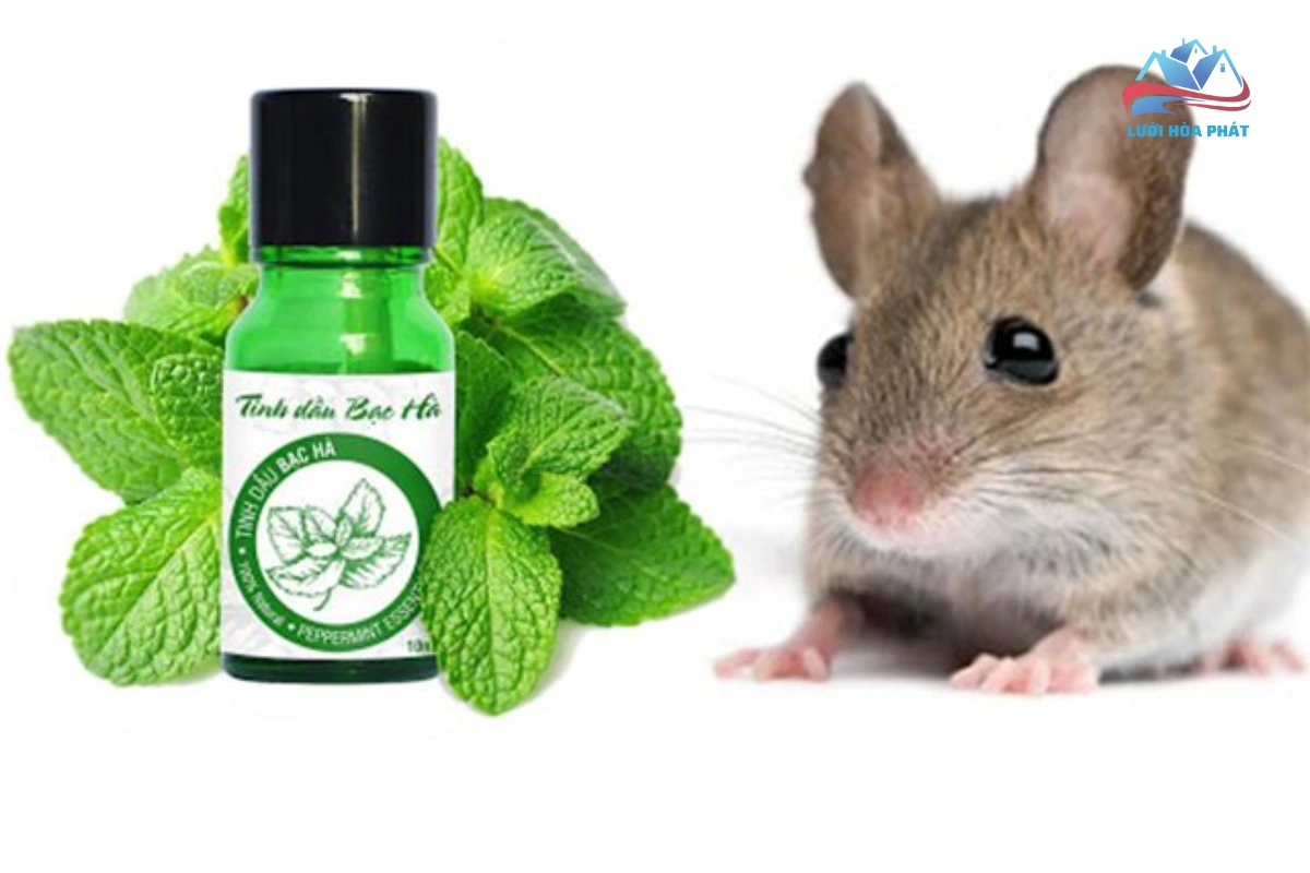 Chuột ghét mùi gì? Mùi bạc hà