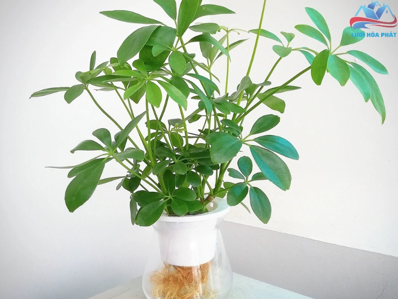 Trồng cây ngũ gia bì để đuổi muỗi tự nhiên