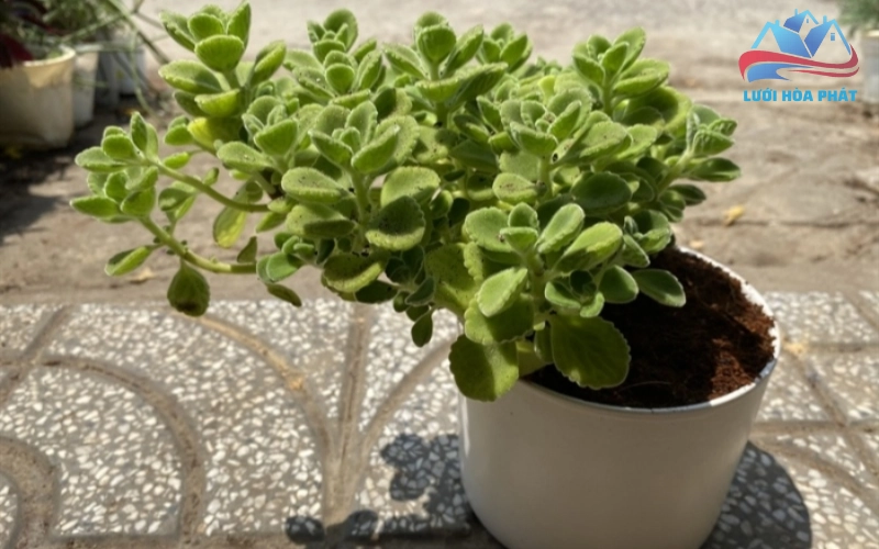 Giá trị phong thủy của cây sen thơm