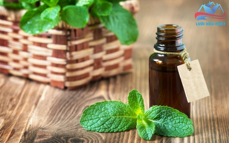 Tinh dầu bạc hà có đuổi muỗi không