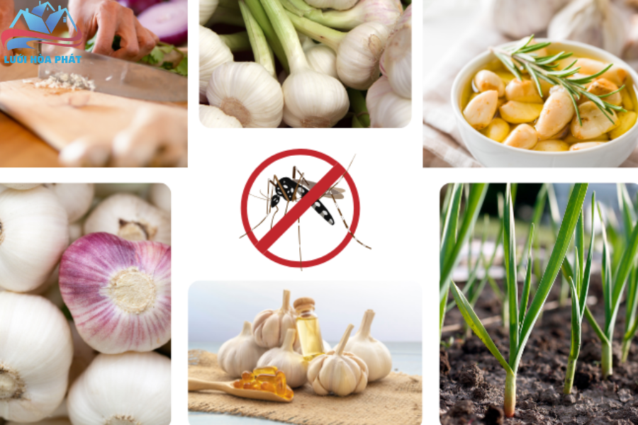 Đuổi Muỗi Bằng Tỏi: Hiệu Quả, An Toàn, Dễ Thực Hiện Tại Nhà
