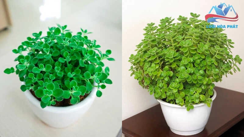 Cách trồng và chăm sóc để cây phát huy tác dụng