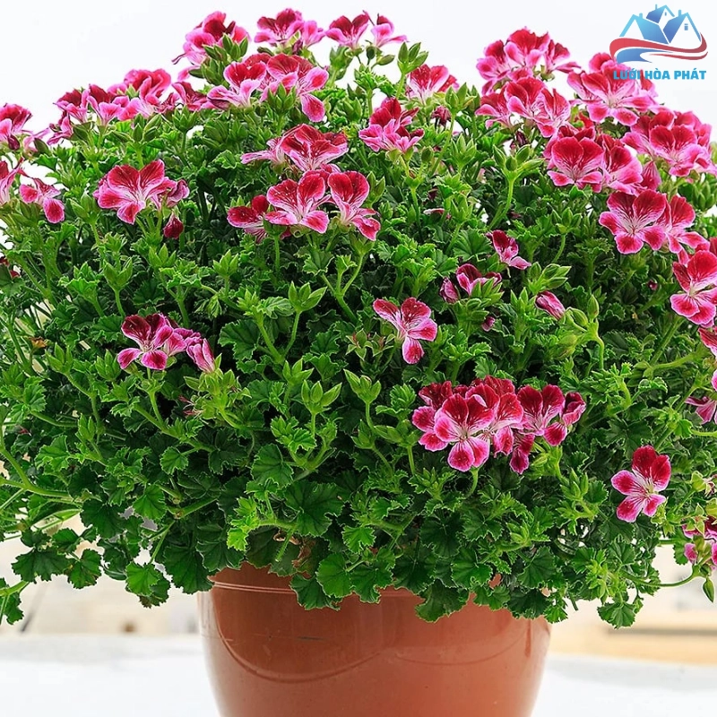 Lợi ích tổng thể khi sử dụng cây hoa đuổi muỗi