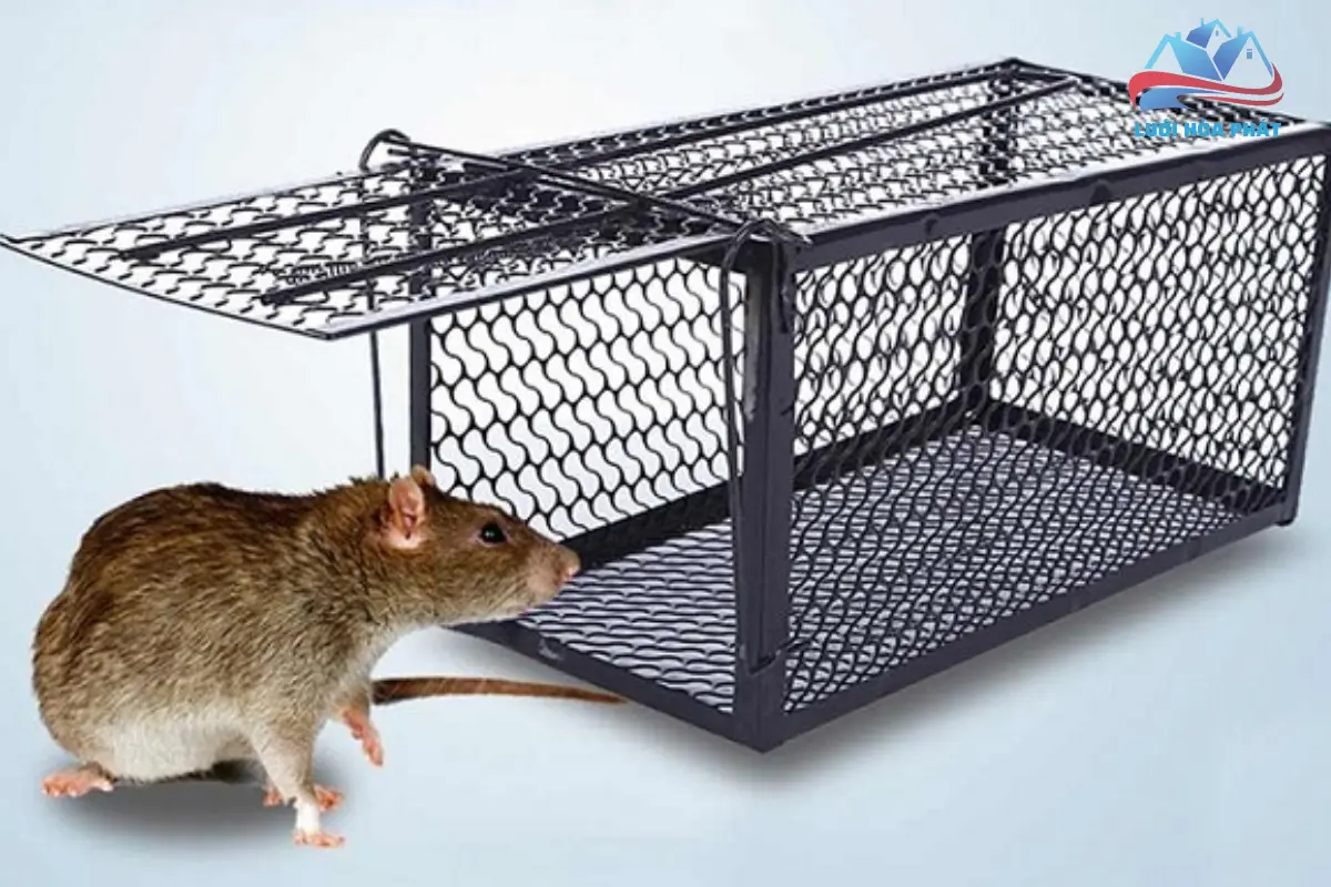 Cách đuổi chuột chù bằng bẫy chuột