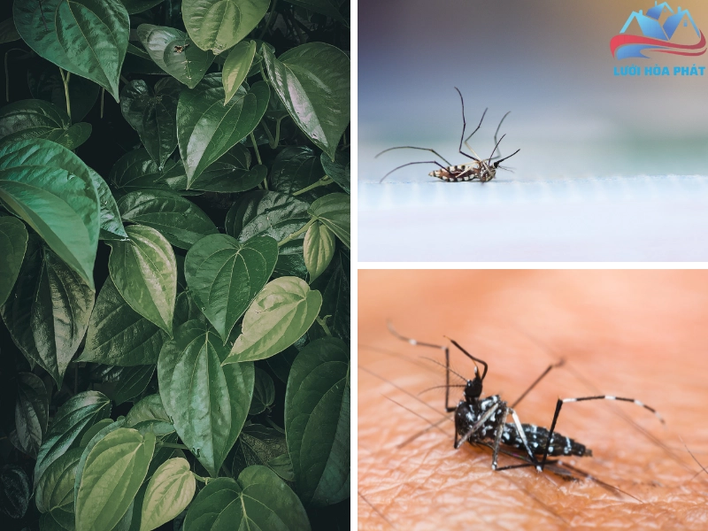 Đuổi muỗi bằng lá trầu không là phương pháp an toàn, chi phí thấp