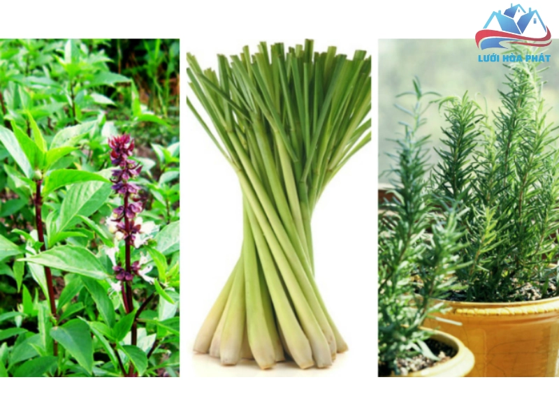 Một số mùi hương nhất định gây kích ứng mạnh lên các thụ thể của muỗi