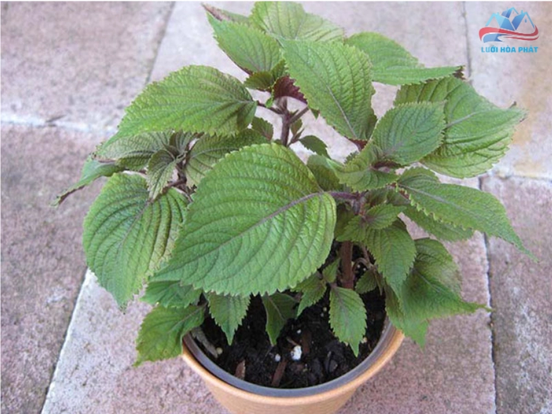 Cơ sở khoa học về khả năng đuổi muỗi của cây tía tô