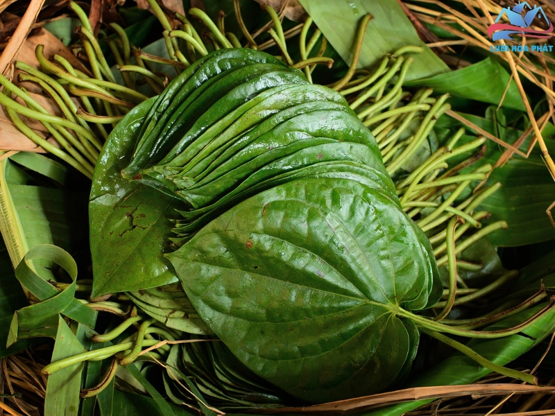 Vò nát lá trầu không để góc nhà để đuổi muỗi