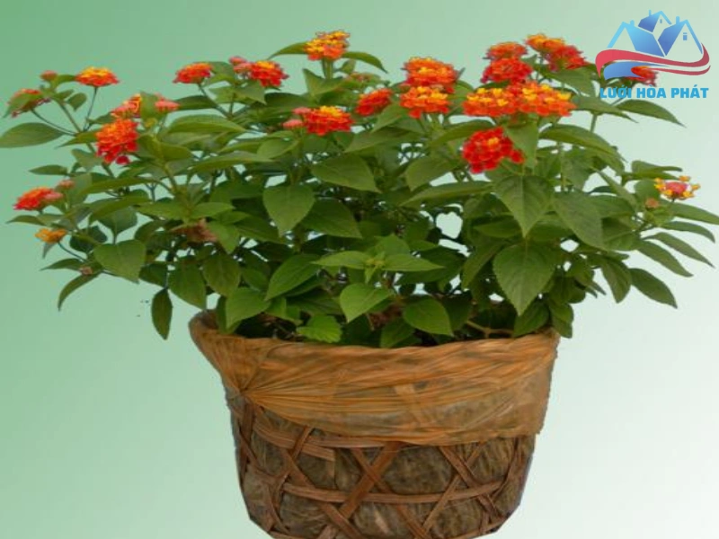 Phương pháp chiết xuất và sử dụng lá tươi