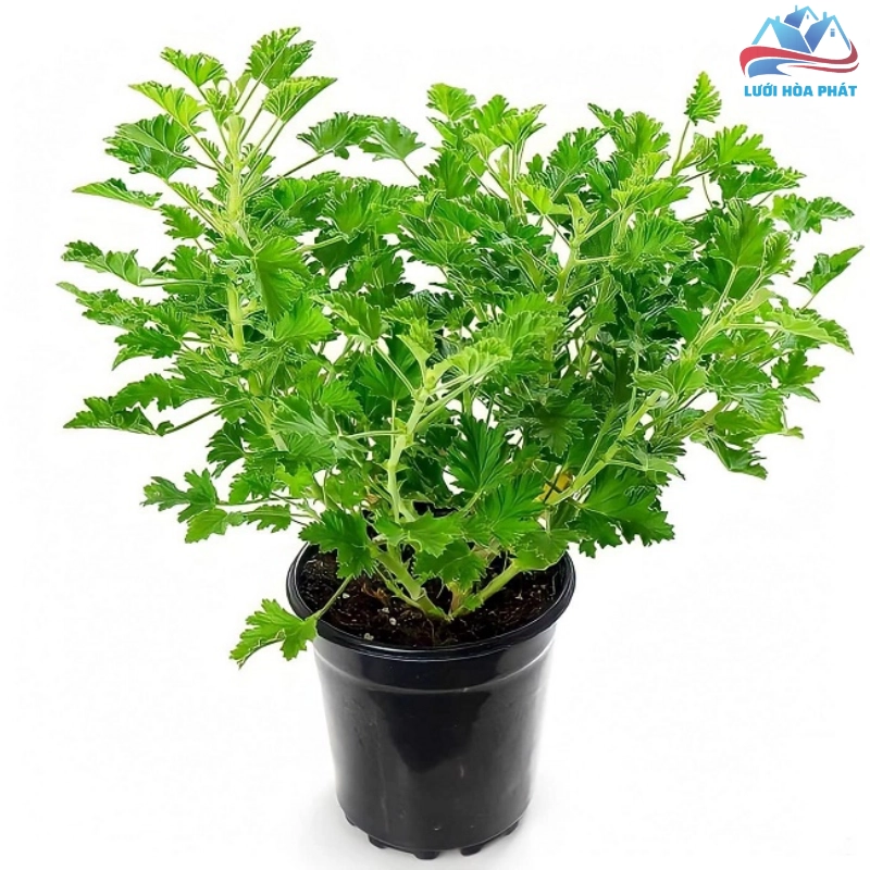 Cơ chế đuổi muỗi của cây phong lữ