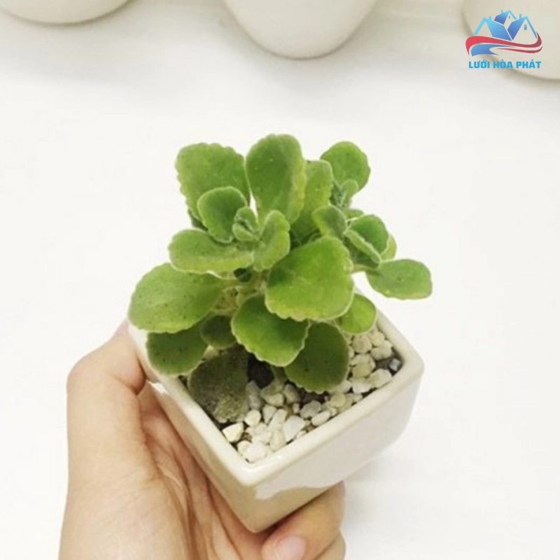 Cách trồng cây sen thơm đúng kỹ thuật là gì?