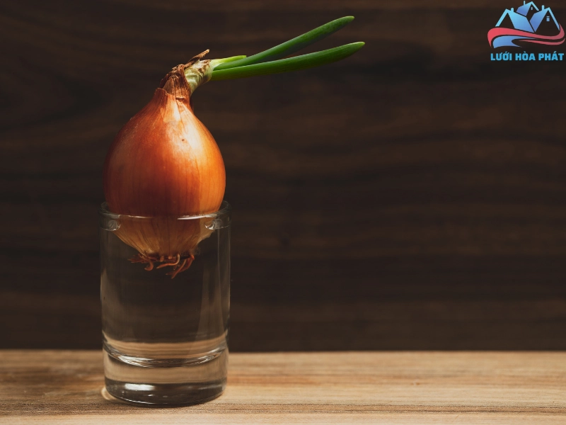 Đặt hành tây trong nước để xua đuổi muỗi