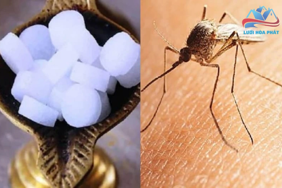 Long Não Đuổi Muỗi Liệu Có Hiệu Quả Như Lời Đồn? Cách Sử Dụng Long Não Hiệu Quả