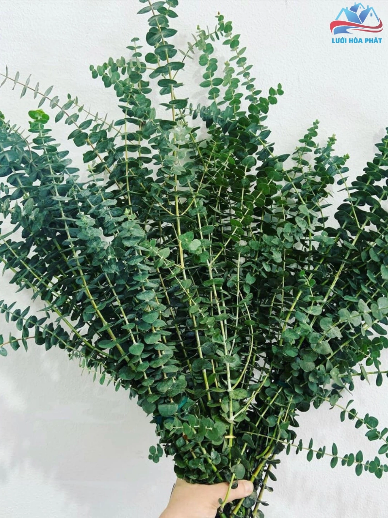 Quan niệm và thực tế về việc trồng cây Khuynh Diệp đuổi muỗi