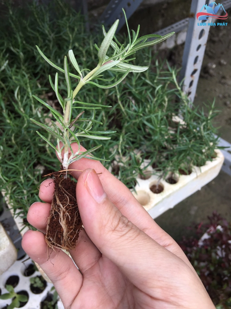Hướng dẫn trồng và chăm sóc cây hương thảo tại nhà