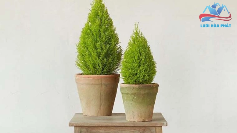 Cây tùng thơm