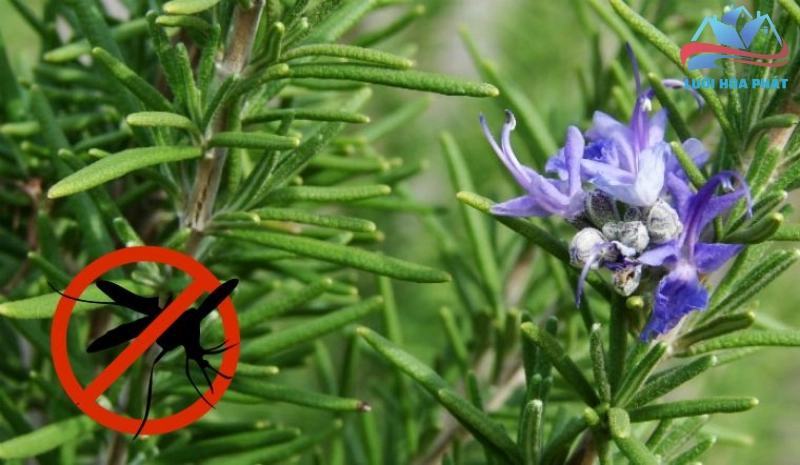 Cây hương thảo có tác dụng xua đuổi muỗi và thanh lọc không khí