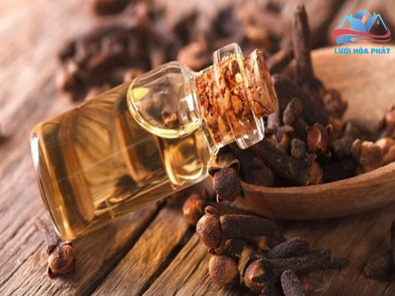 Sử dụng tinh dầu đinh hương qua khuếch tán