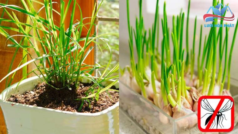 Phương pháp tự nhiên trông cây đuổi muỗi