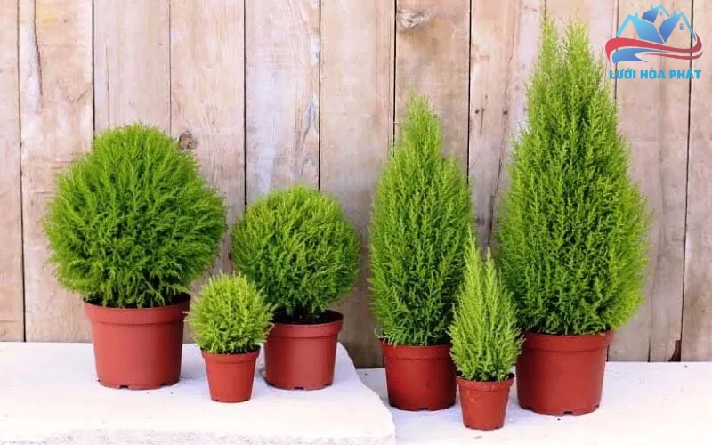 Khả năng tùng thơm đuổi muỗi là hoàn toàn có cơ sở