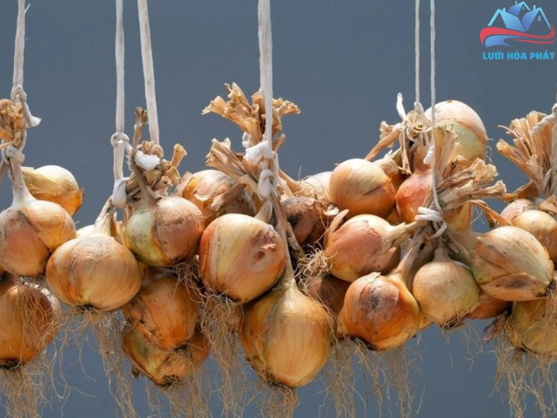 Đuổi muỗi bằng cách treo hành tây ở cửa sổ hoặc cửa ra vào