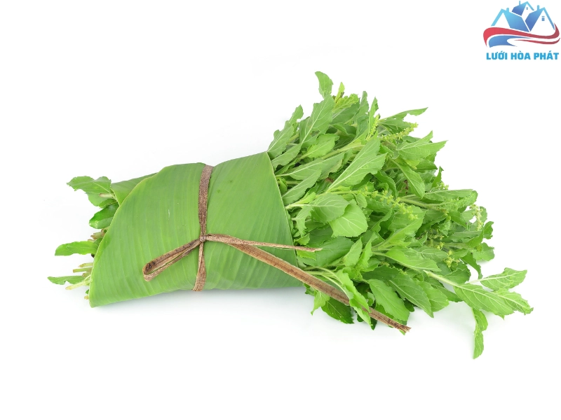 Đặt lá é tía tươi trong nhà để xua đuổi muỗi