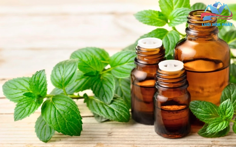 Các lợi ích khác của tinh dầu bạc hà