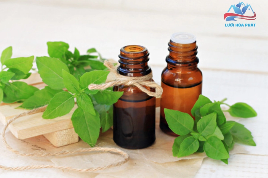 Chiết xuất và sử dụng tinh dầu húng quế (Giải pháp nồng độ cao)